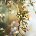 The tree leaf of where olive oil comes from focused on with other leaves blurred in the background