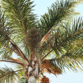 Close-up of the top of a palm tree with the clear blue sky in the background