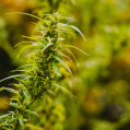 Close-up of a hemp leaf with other hemp leaves blurred in the background