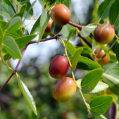 Jojoba plant with the red and orange fruits on the branches